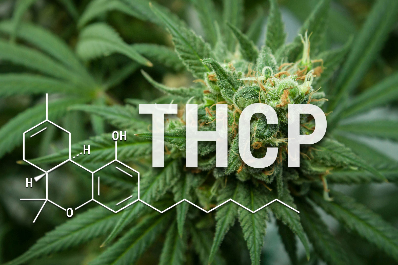 Was ist THCP und wie gefährlich ist es?